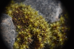 Grimmiaceae