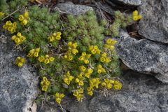 Draba incerta