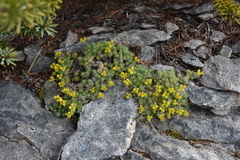Draba incerta
