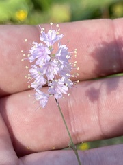 Boerhavia xantii