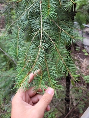 Pinaceae