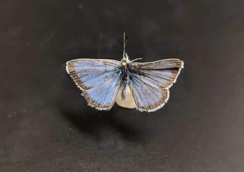 iNaturalist observation photo of Boisduval's Blue