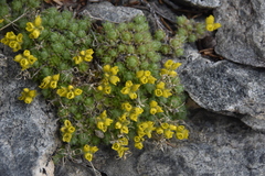 Draba incerta