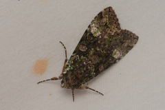 Anaplectoides