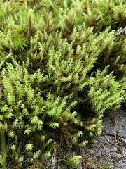 Aulacomnium palustre