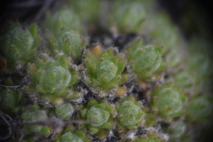 Draba incerta