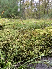 Aulacomnium palustre