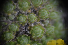 Draba incerta