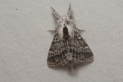 Tolype distincta
