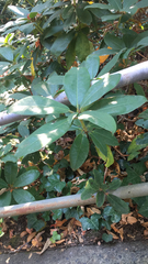 Rhododendron × hybridum