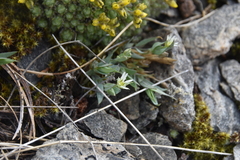 Stellaria longipes