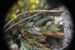 Stellaria longipes