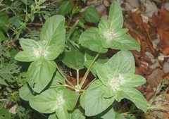 Croton argenteus