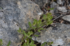Cerastium beeringianum
