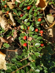Cotoneaster horizontalis