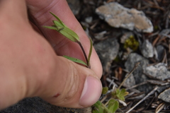 Cerastium beeringianum