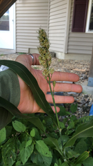 Sorghum bicolor