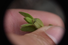 Cerastium beeringianum