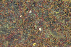 Cladopus queenslandicus