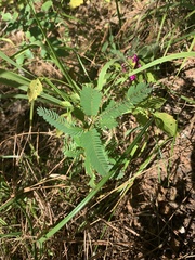 Chamaecrista fasciculata