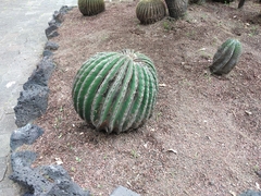 Echinocactus