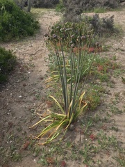 Zephyranthes phycelloides