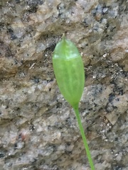 Tecophilaea violiflora