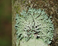 Myelochroa aurulenta