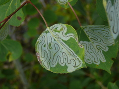Phyllocnistis populiella