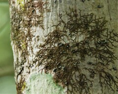 Frullania eboracensis