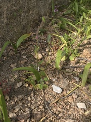 Tecophilaea violiflora