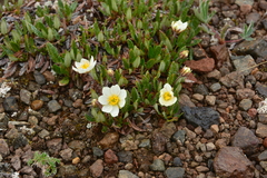 Dryas