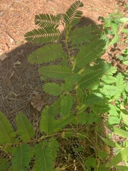 Chamaecrista fasciculata