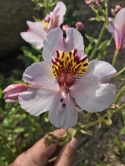Alstroemeria magnifica