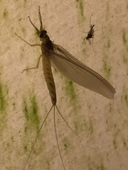 Ephemeroptera