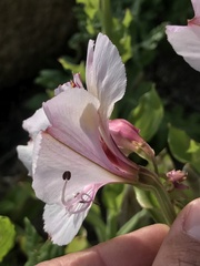 Alstroemeria magnifica