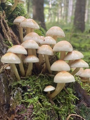 Hypholoma capnoides