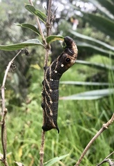 Xylophanes falco