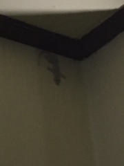 Hemidactylus platyurus