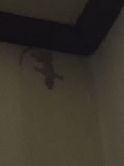 Hemidactylus platyurus