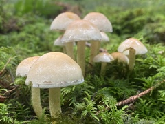 Hypholoma capnoides