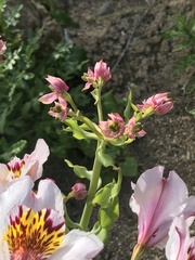 Alstroemeria magnifica