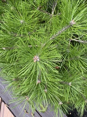 Pinus thunbergii