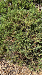 Juniperus horizontalis