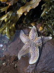 Asterias rubens