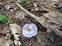 Cortinarius traganus