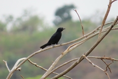 Compsothraupis loricata