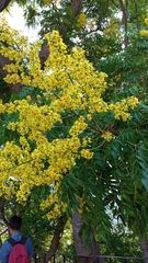 Koelreuteria paniculata