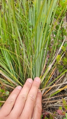 Xerophyllum tenax