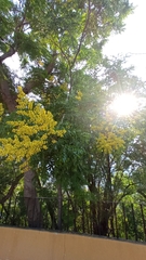 Koelreuteria paniculata